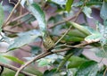 Lemon-rumped warbler