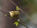 Lemon rumped warbler