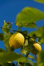 Garey`s Eureka lemons on a branch