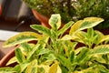 Lemon Sage in Pot on Terrace Urban gardening