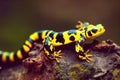 Lemon salamander with striped tail runs on stones in forest.