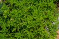 Lemon-Scented Geranium - Pelargonium Crispum Royalty Free Stock Photo