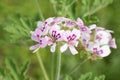 lemon-scented geranium pink flowers flowering in garden