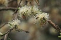 Lemon scented gum - Kolkata Botanical Gardens Royalty Free Stock Photo