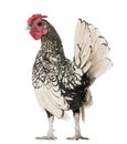 Lemon Sebright rooster, 1 year old