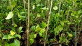 Lemon seedlings ready to be planted