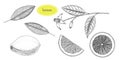 Lemon set. engraved style illustration Royalty Free Stock Photo