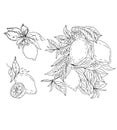 Lemon set separately on a white background hand drawn branch fruit graphic engraving flowers buds spring