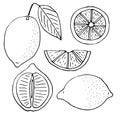 Lemon set vector illustration, hand drawing doodles Royalty Free Stock Photo