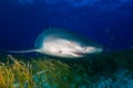 Lemon shark Bahamas Royalty Free Stock Photo