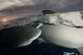 Lemon shark Bahamas Royalty Free Stock Photo