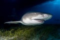 Lemon shark Bahamas Royalty Free Stock Photo