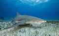 Lemon Shark Bahamas Royalty Free Stock Photo