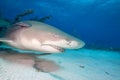 Lemon shark, Bahamas Royalty Free Stock Photo