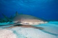 Lemon shark, Bahamas Royalty Free Stock Photo