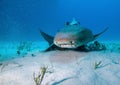 Lemon shark, Bahamas Royalty Free Stock Photo