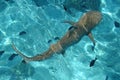 Blacktip Reef Shark, French Polynesia Royalty Free Stock Photo