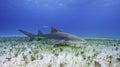 Lemon Shark Grand Bahama, Bahamas Royalty Free Stock Photo