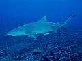 Lemon shark (Negaprion brevirostris)