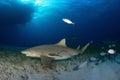 Lemon Shark Royalty Free Stock Photo