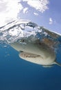 Lemon Shark Spit Shot at Surface