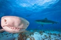 Lemon shark, Bahamas Royalty Free Stock Photo