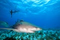 Lemon shark, Bahamas Royalty Free Stock Photo