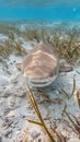 Lemon sharks are found in shallow waters and are often seen in the shallows of the Bahamas Royalty Free Stock Photo