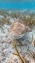 Lemon sharks are found in shallow waters and are often seen in the shallows Royalty Free Stock Photo