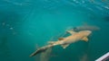 Lemon Sharks frequently circle the floating dock at the famous Horizontal