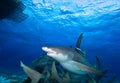 Lemon sharks Royalty Free Stock Photo