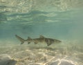 Lemon Sharks (Negaprion brevirostris) in the shallow water in Bimini, Bahamas