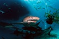Lemon Sharks Royalty Free Stock Photo