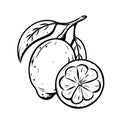 Lemon sketch icon. Whole citrus fruit with leaves, slice. Black linear clipart. Botanic print, poster, element for farm product