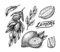 Lemon sketch. Tropical lime fruit and branches. Sliced pieces, half and leaf. Citrus in Retro ink style. Hand drawn
