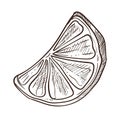Lemon slice tea ingredient fruit piece isolated sketch