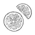 Lemon slice vector illustration. Hand drawn graphic clipart of lime on white isolated background. Linear drawing of Royalty Free Stock Photo