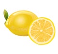 Lemon. Sour citrus fruit. Yellow southern fruit. Isolated object. Vector illustration