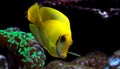 Lemon Tang aka Chocolate tang Acanthurus pyroferus. Royalty Free Stock Photo