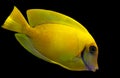 Lemon Tang aka Chocolate tang Acanthurus pyroferus. Royalty Free Stock Photo