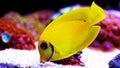 Lemon Tang aka Chocolate tang Acanthurus pyroferus. Royalty Free Stock Photo