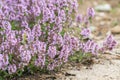 Lemon thyme in bloom (Thymus pulegioides). Royalty Free Stock Photo
