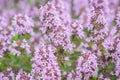 Lemon thyme in bloom (Thymus pulegioides). Royalty Free Stock Photo