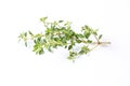 Lemon Thyme Herb