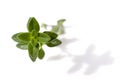 Lemon Thyme Isolated Royalty Free Stock Photo