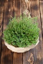 Lemon thyme plant