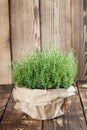 Lemon thyme plant