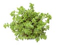 Lemon thyme, or citrus thyme, potted young plant of Thymus citriodorus Royalty Free Stock Photo