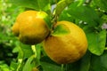 Lemon on tree Royalty Free Stock Photo