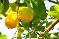 Lemon tree. Royalty Free Stock Photo